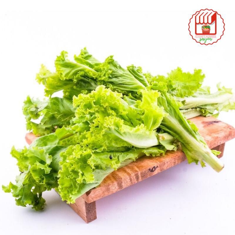

ContainerSayur Selada keriting fresh 500gr