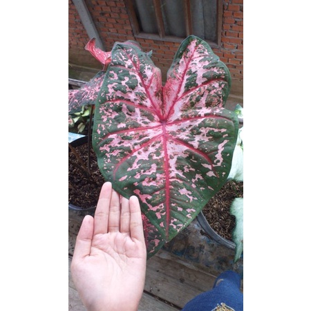 CAROLINE WORTON || jaun jumbo #caladium