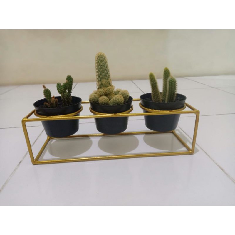 Rak kaktus/rak pot bunga/ rak bunga besi
