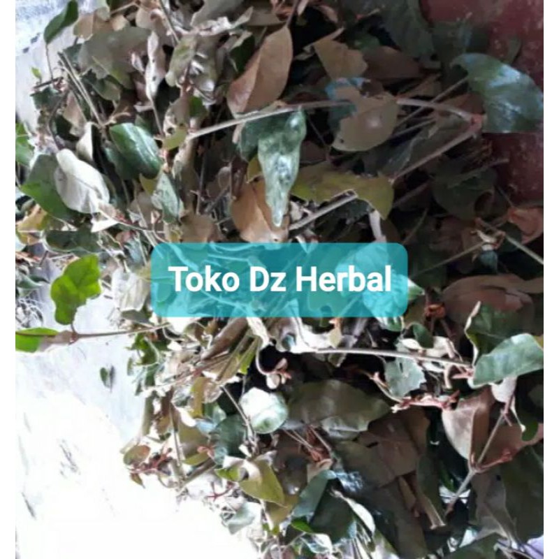 

Benalu kopi segar paket 1 kg fresh petik langsung-az