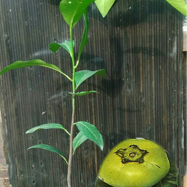 Bibit Buah Black Sapote Jumbo