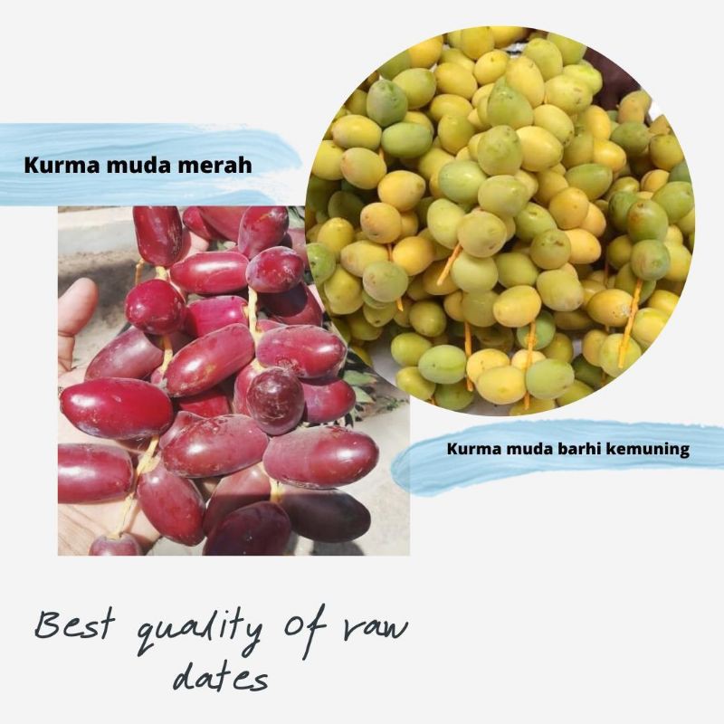 

Kurma Muda Kuning / Ruthob 500 gr