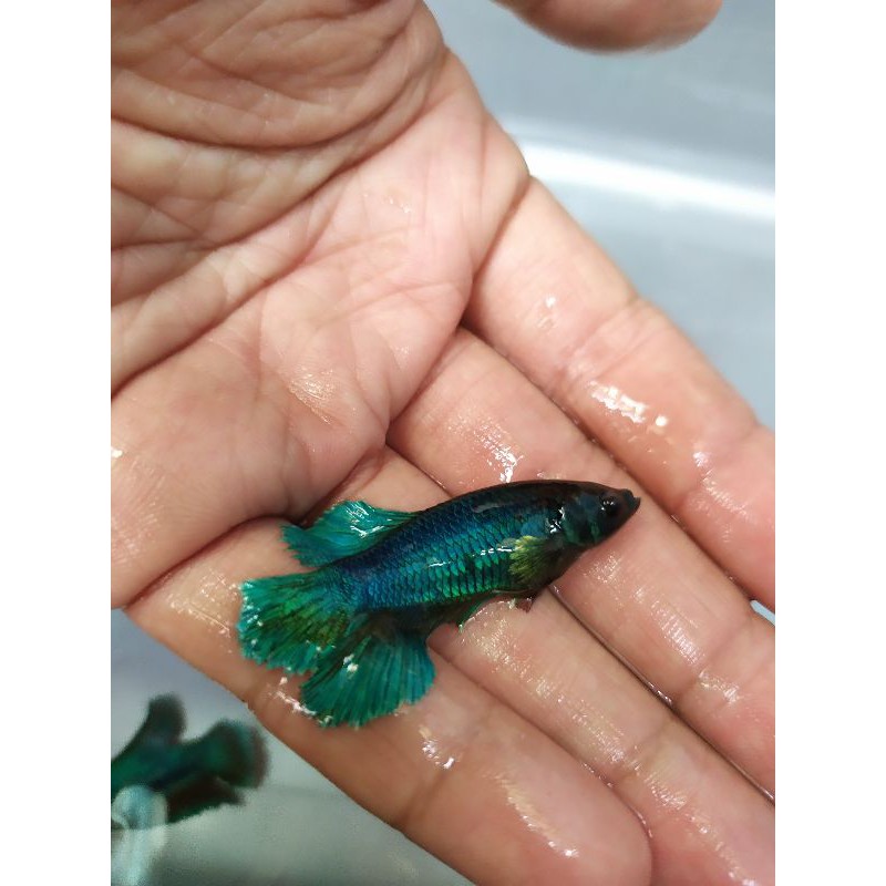 Ikan cupang Betina / ikan cupang female Halfmoon