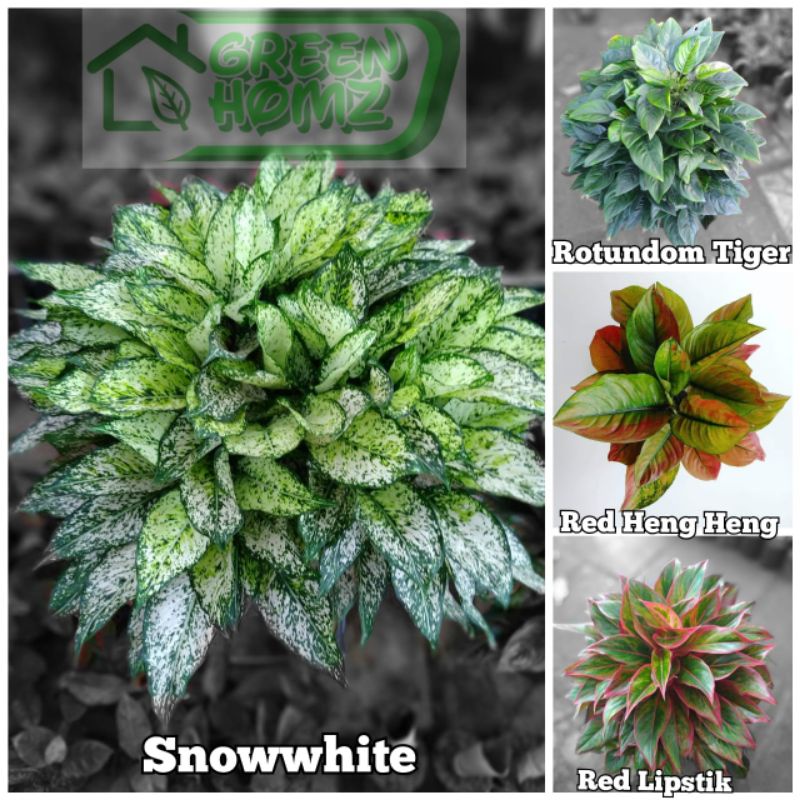paket 4 batang tanaman hias bunga aglaonema aglo