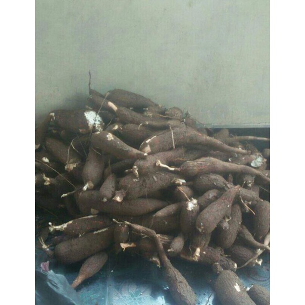 

SINGKONG ROTI LANGSUNG DI PANEN DARI KEBUN SENDIRI