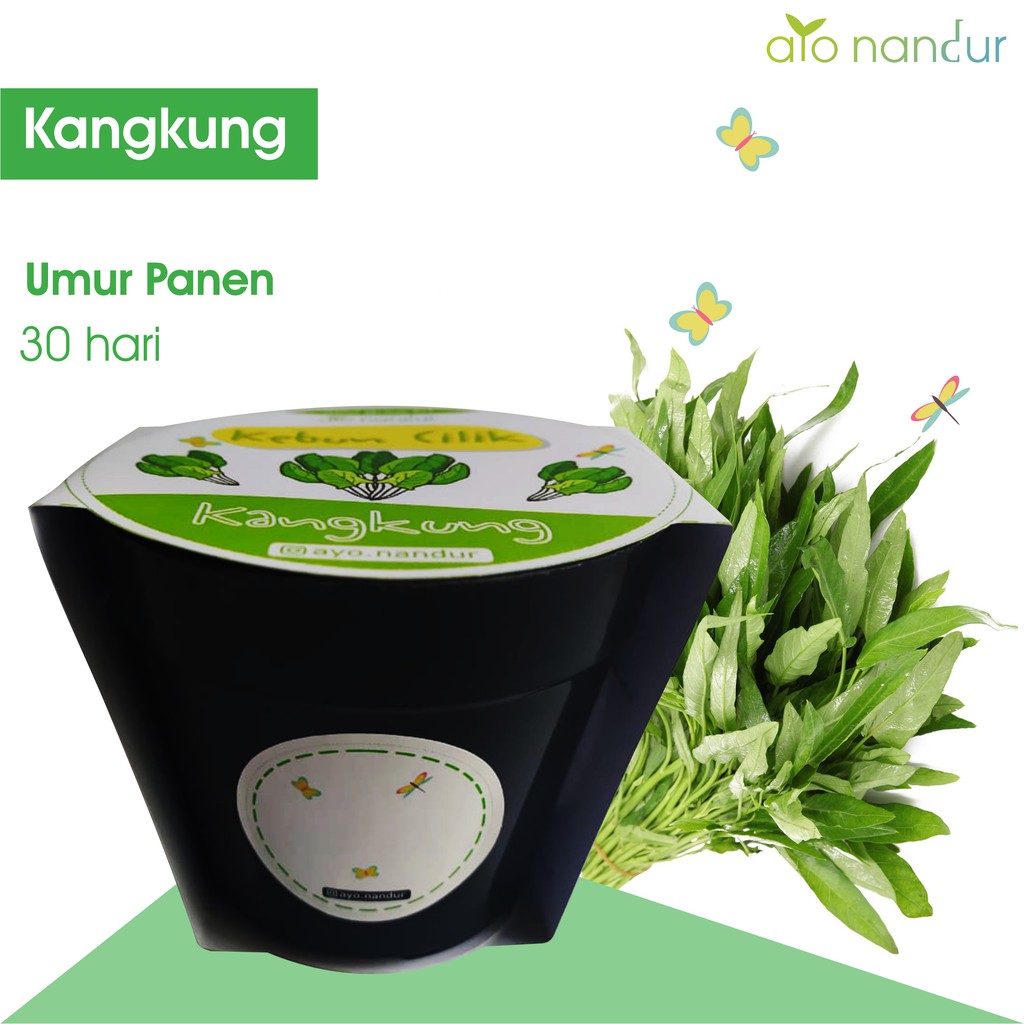 BIBIT TANAMAN KANGKUNG BENIH SAYUR SAYURAN BERKEBUN (50 benih) Ayo Nandur Kebun Cilik