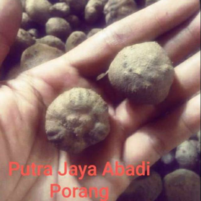 

Bibit Katak / Bubil Porang Konjac Dorman Asli