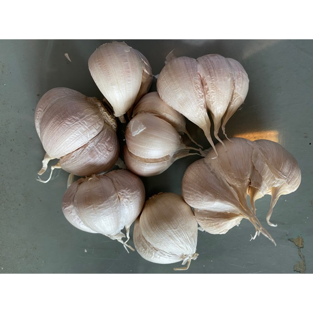

Bawang putih kating