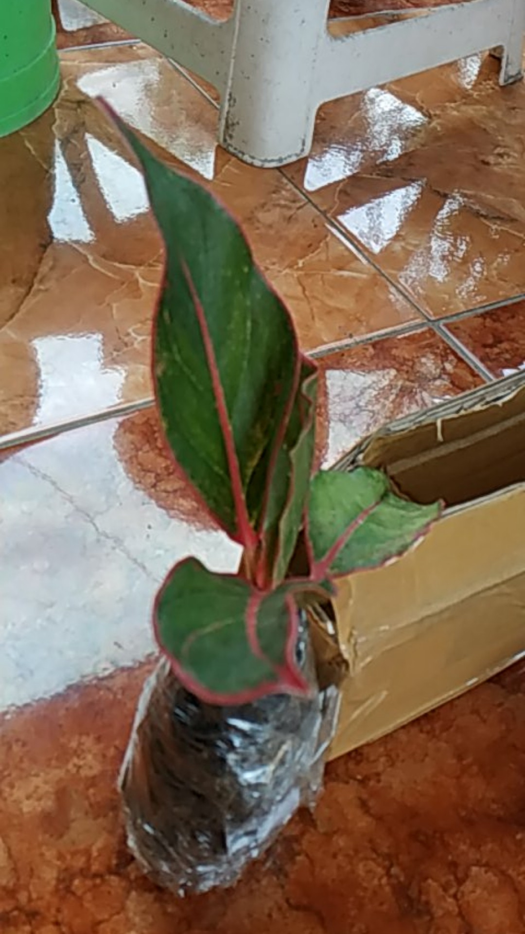 Bibit Tanaman Hias Daun Aglaonema Lipstiksian Aurora