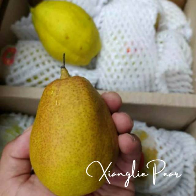 

Pear Xianglie Murah/kg
