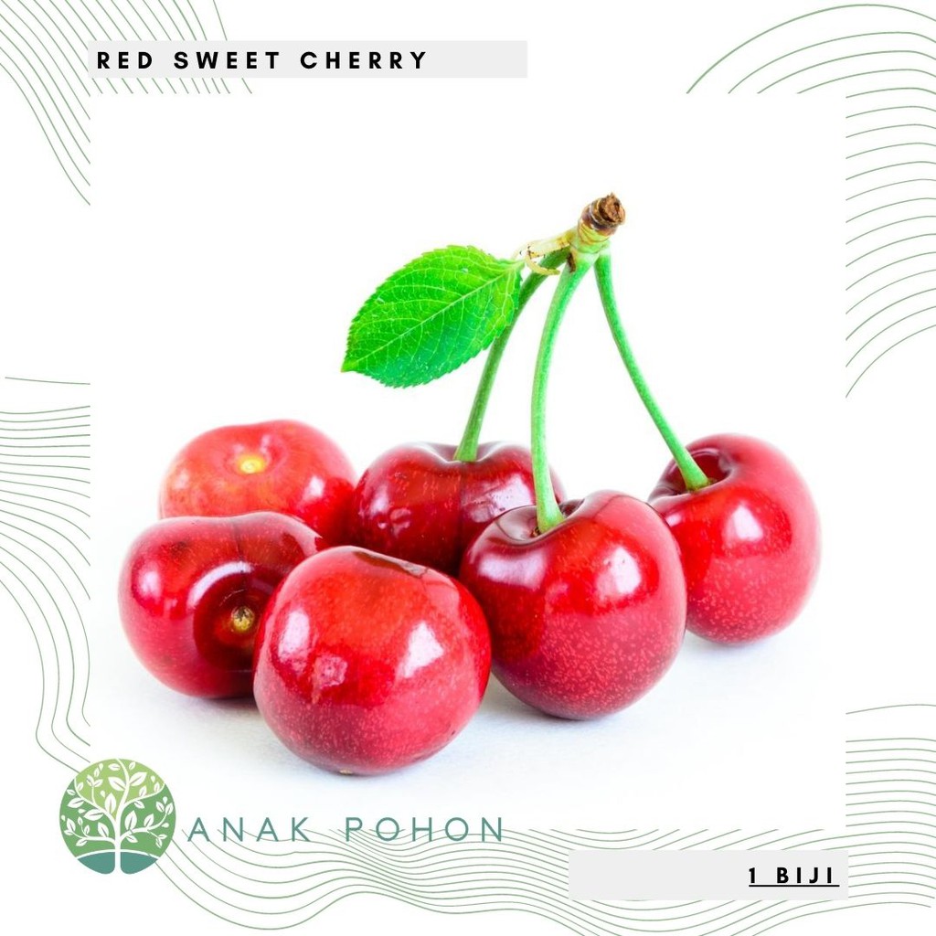 Benih Bibit Biji - Buah Red Sweet Cherry (Prunus cerasus) Seeds - IMPORT