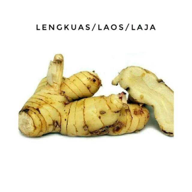 

lengkuas segar/laja/laos segar 1kg