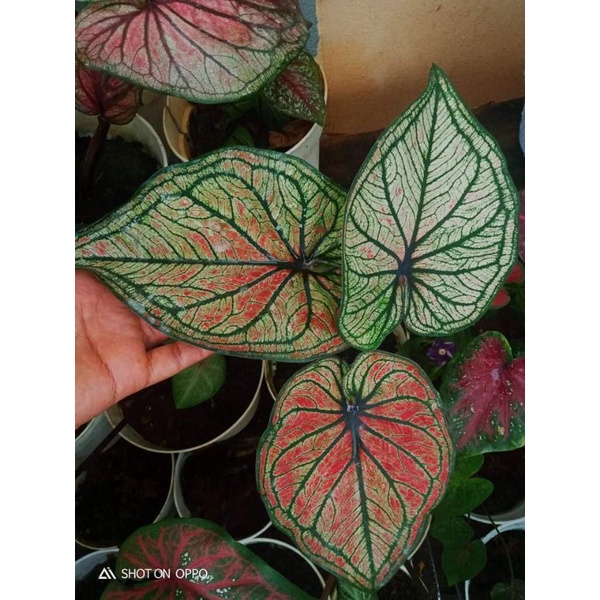 keladi mascota/red stone Thailand, bunga keladi, tanaman hias, keladi hias, kelady, keladi Silangan,