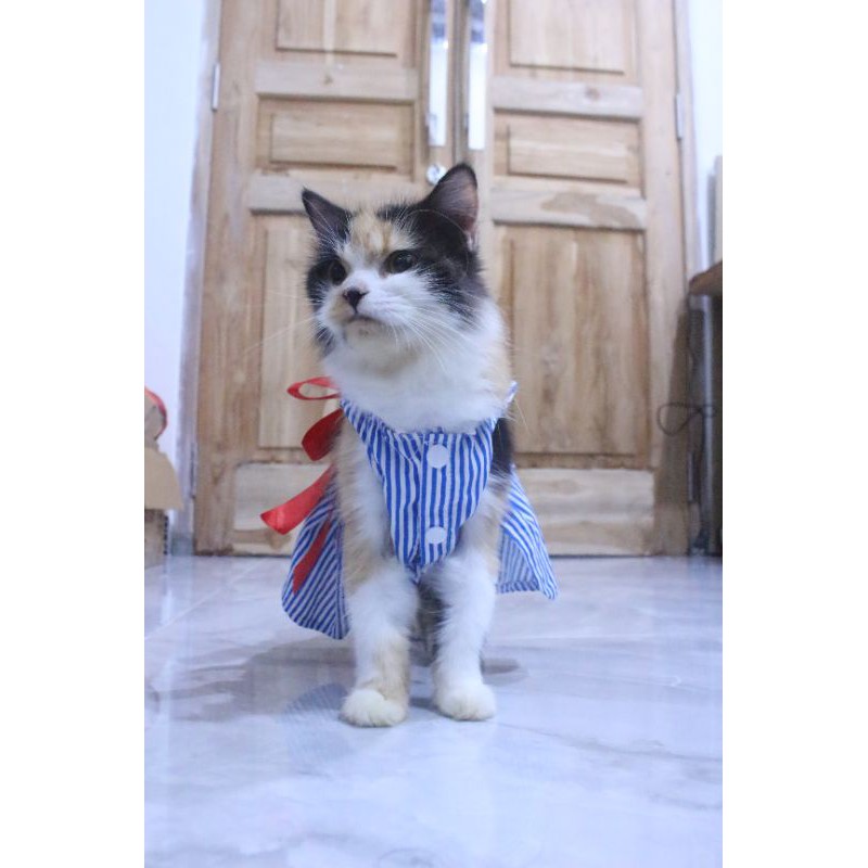 Dress strip motif #181 lucu untuk kucing dan anjing / baju kucing murah size S M L XL