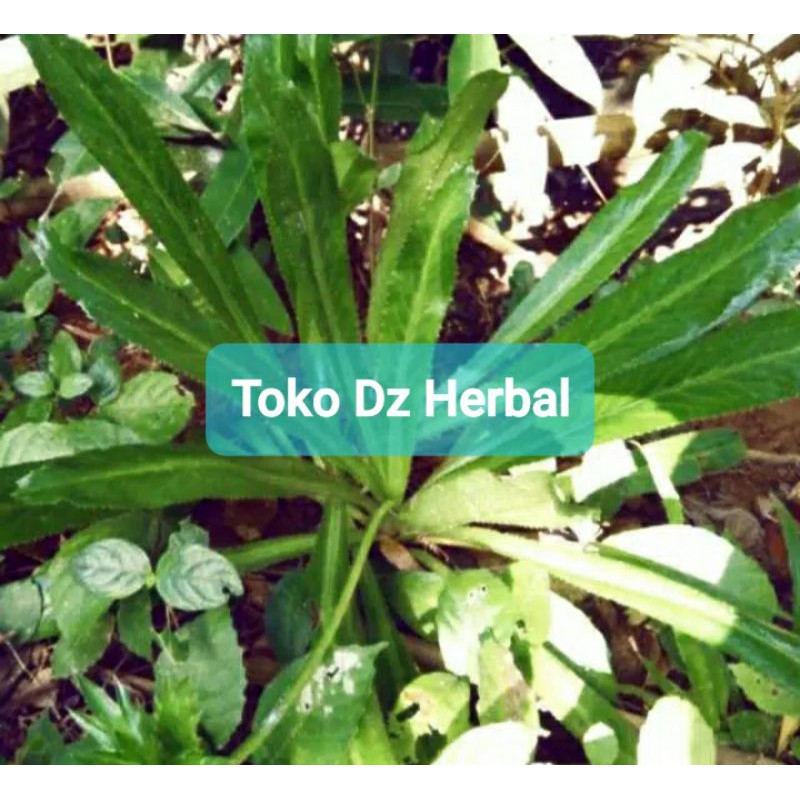 

Paket 1 kg daun walang sangit segar dan fresh-az