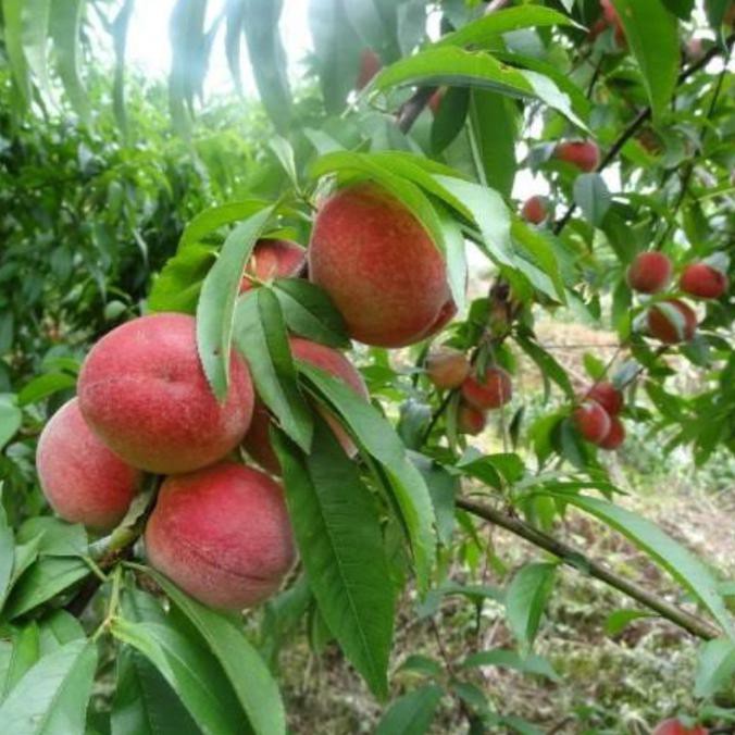 Bibit Buah Persik Peach #_*