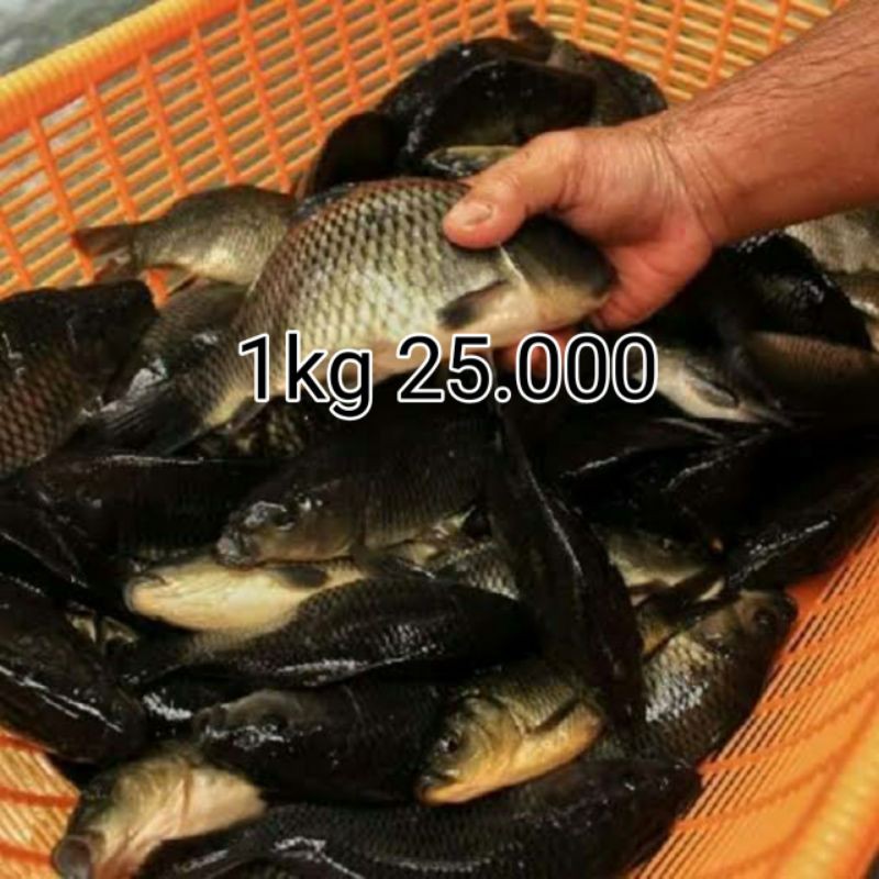 

ikan mas segar murah