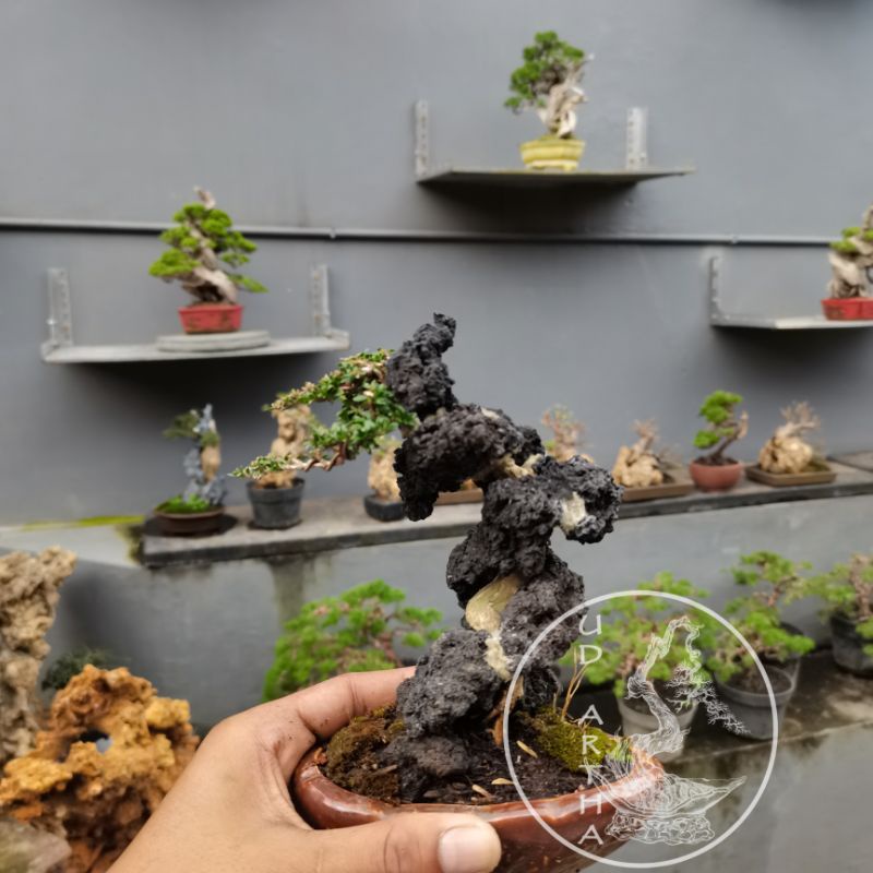 Bonsai Penjing ~ Bonsai Serissa ~ Bonsai Souvenir ~ Bonsai mame