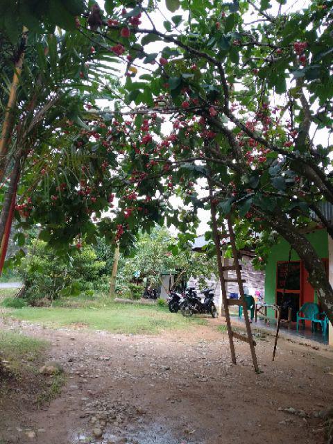 Gamis Batik Manggar, Padi,sekar,cantik,kubis,kipas,daun,kupu,nadine,gendis,kawung,termurah