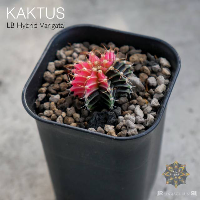 Kaktus LB Hybrid Varigata Dari Biji