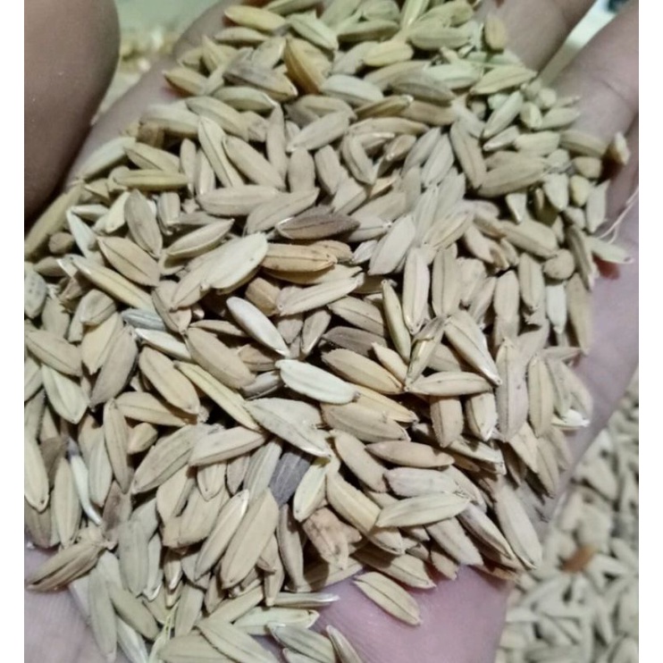 Gabah beras  putih 1 liter