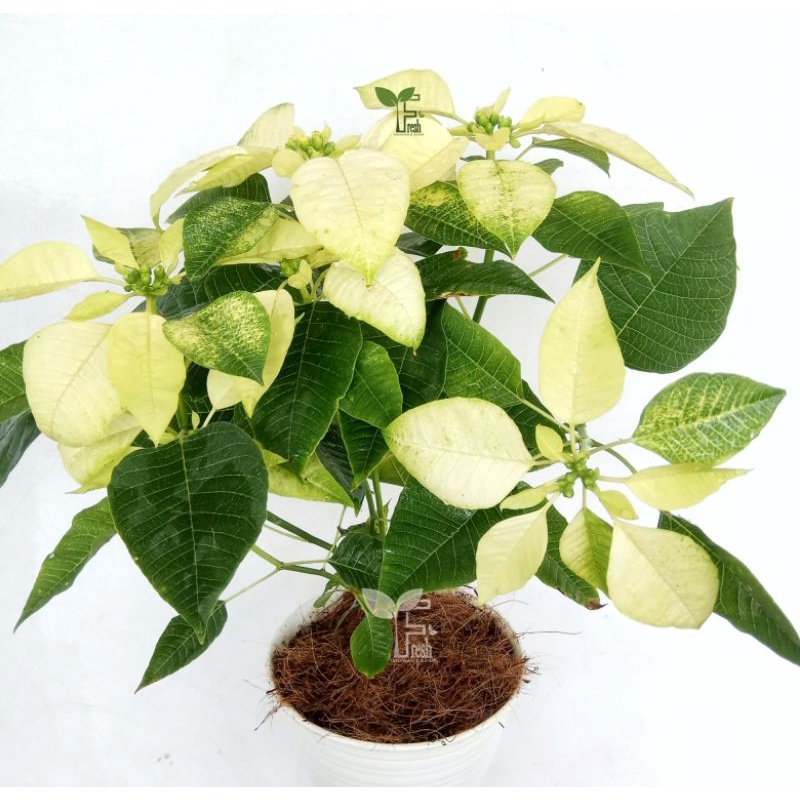 tanaman hias kastuba putih