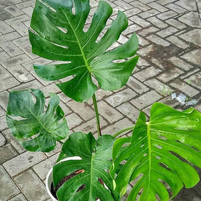 Tanaman Hias Monstera King Deliciosa - Bibit Monstera King Deliciosa Senapmena