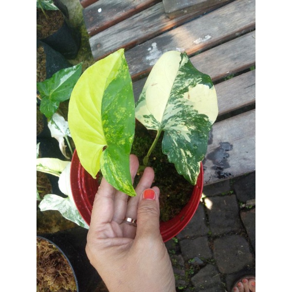 syngonium yellow