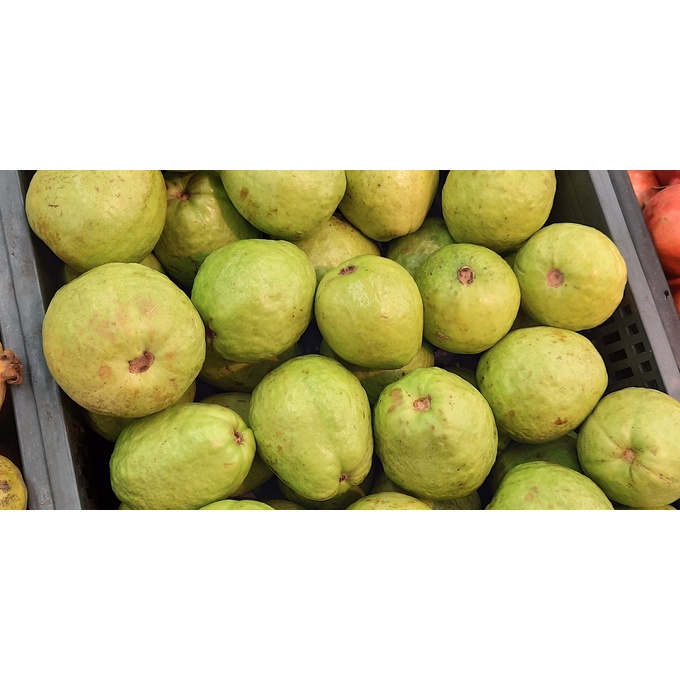 

Jambu biji 1 kg