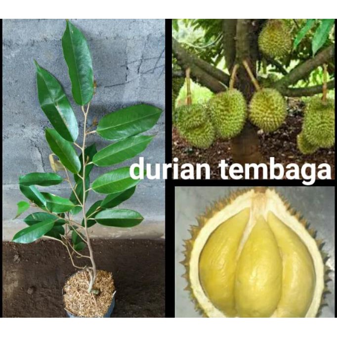 Asli Bibit Durian Tembaga Super $_$