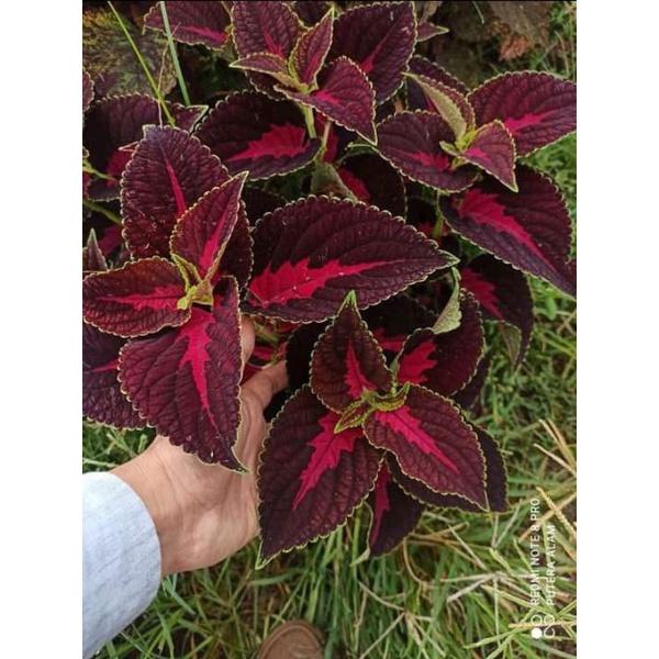 Tanaman hias/Jawer kotok/miana