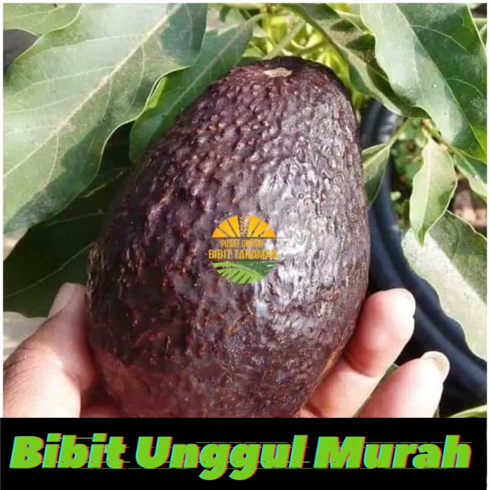Bibit alpukat hass