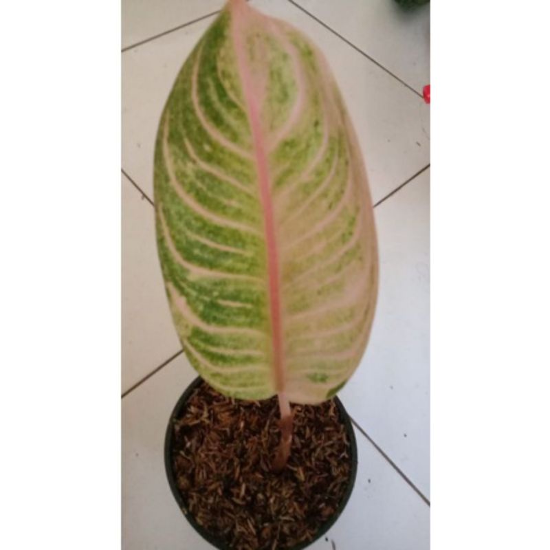 aglonema MOONLIGHT baby