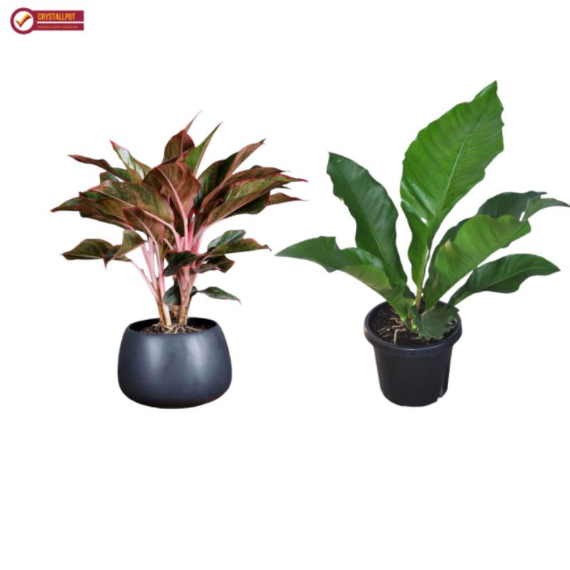 MEDIA TANAM ORGANIK KHUSUS ANTHURIUM AGLAONEMA SIAP PAKAI - AGLAONEMA ANTHURIUM