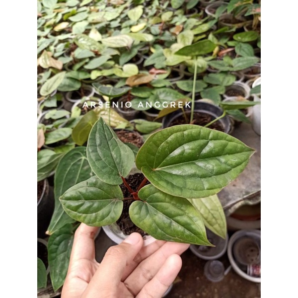 Anturium Sirih