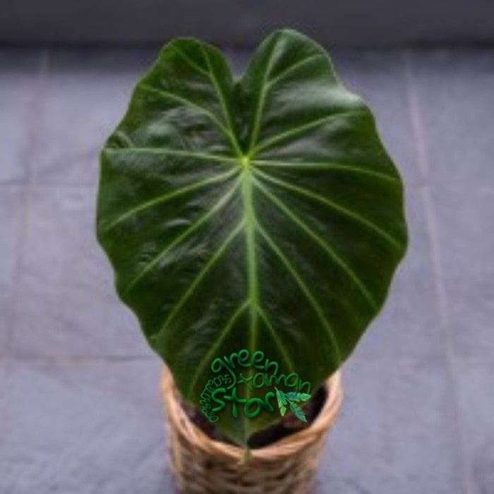 TANAMAN HIAS-ALOCASIA REMUSATIA VIVIPARA