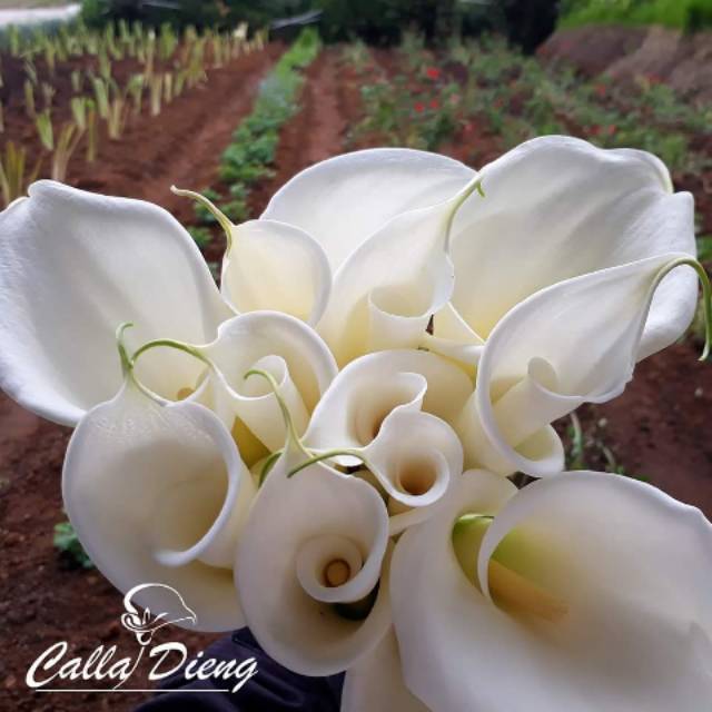 Bunga Potong Calla lily Putih