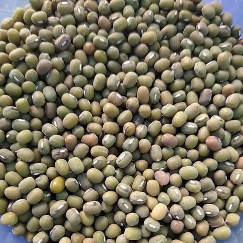 

Kacang Hijau Kering