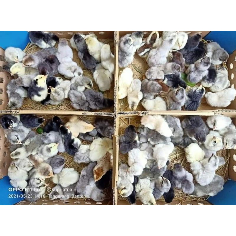 Doc anak ayam Sentul (harga/ekor)