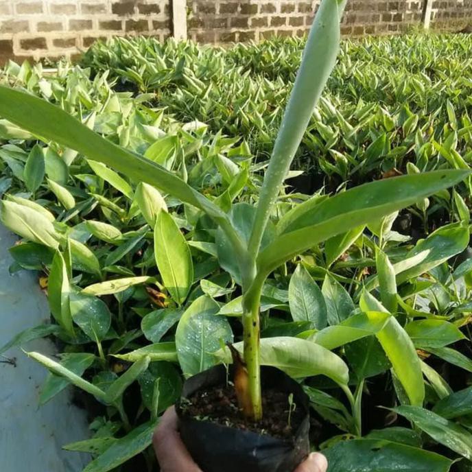 Jual Bibit Pisang Barangan Merah Siap Tanam Ingat Shopee Indonesia