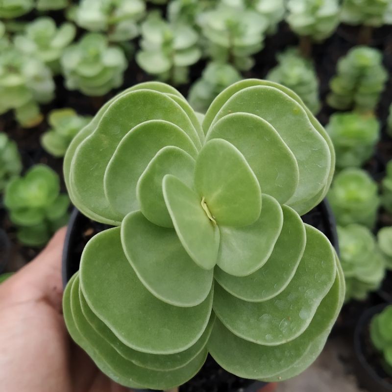 

Portulaca Molokiniensis