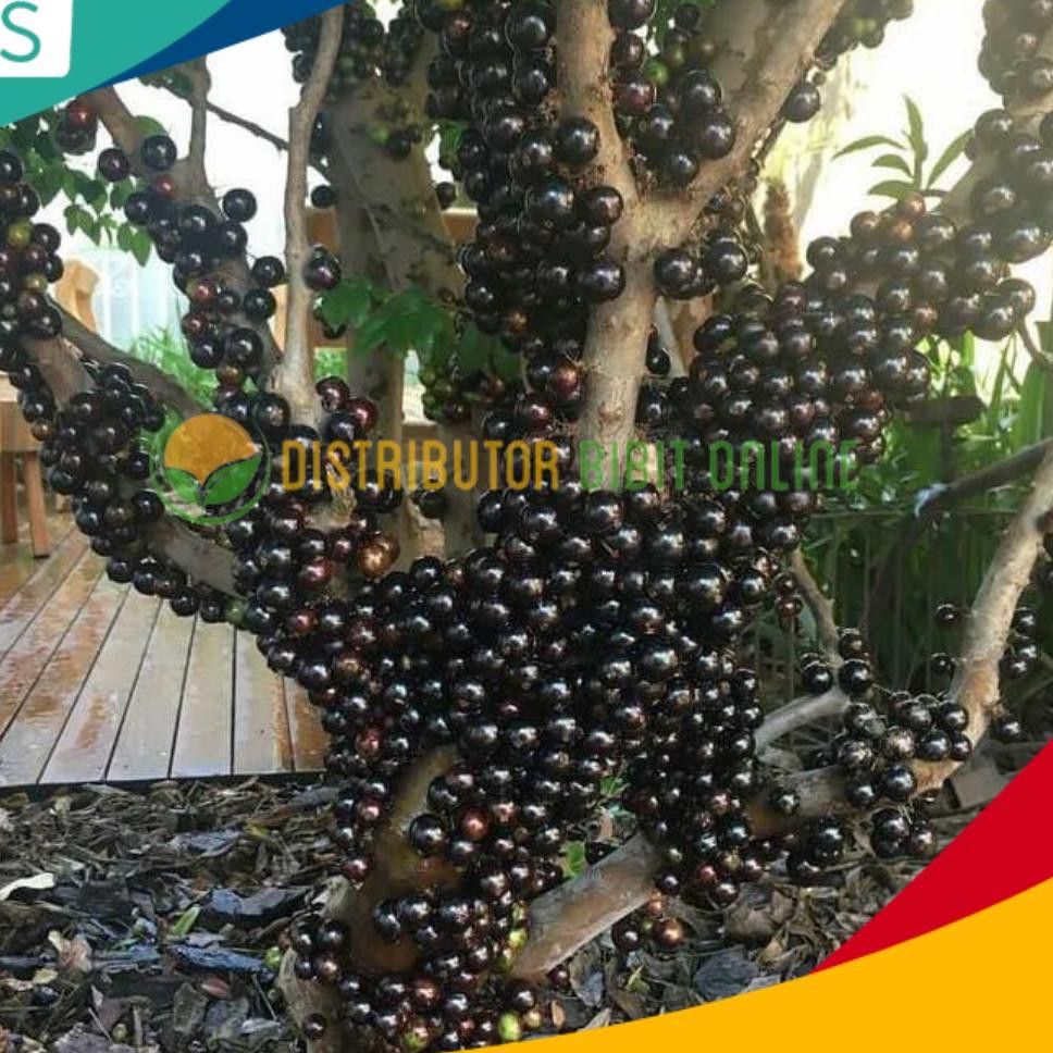 76W Bibit anggur pohon brazil sa hasil stek cangkok F11M