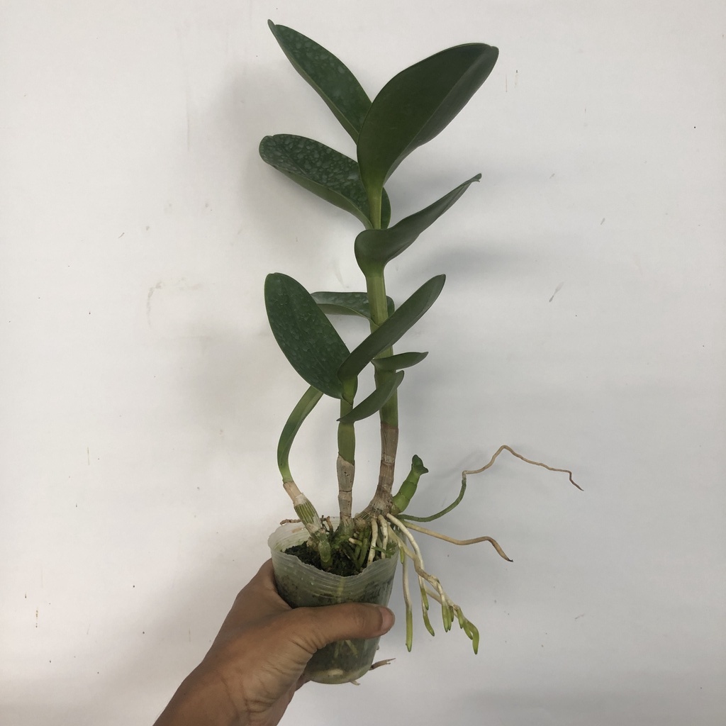 Anggrek Dendrobium Ririn Tryani Remaja