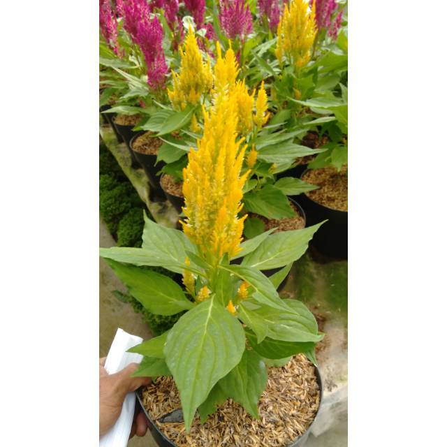 Celosia pagoda kuning