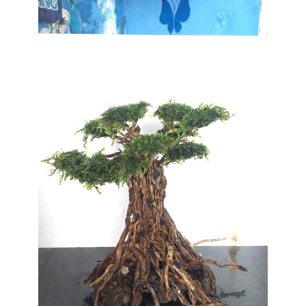  Membuat Bonsai Aquascape  Aneka Ragam Bentuk Bonsai 