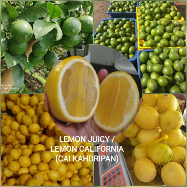 

Lemon California Grade AB & C PO 2 Hari