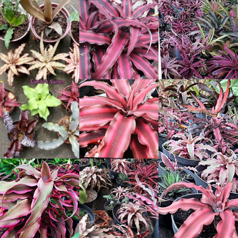 Paket hemat 3 jenis warna tanaman cryptanthus bibit bunga murah tanaman sukulen kaktus