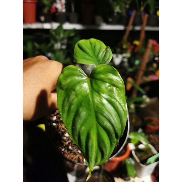 plowmanii Black face narrow