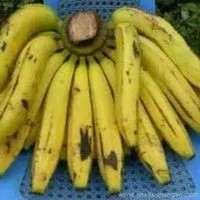 

Pisang Ambon per 1 Kg