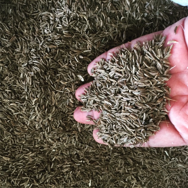 

Jintan biji / Caraway / Jeraengkot asli Aceh 500 gr